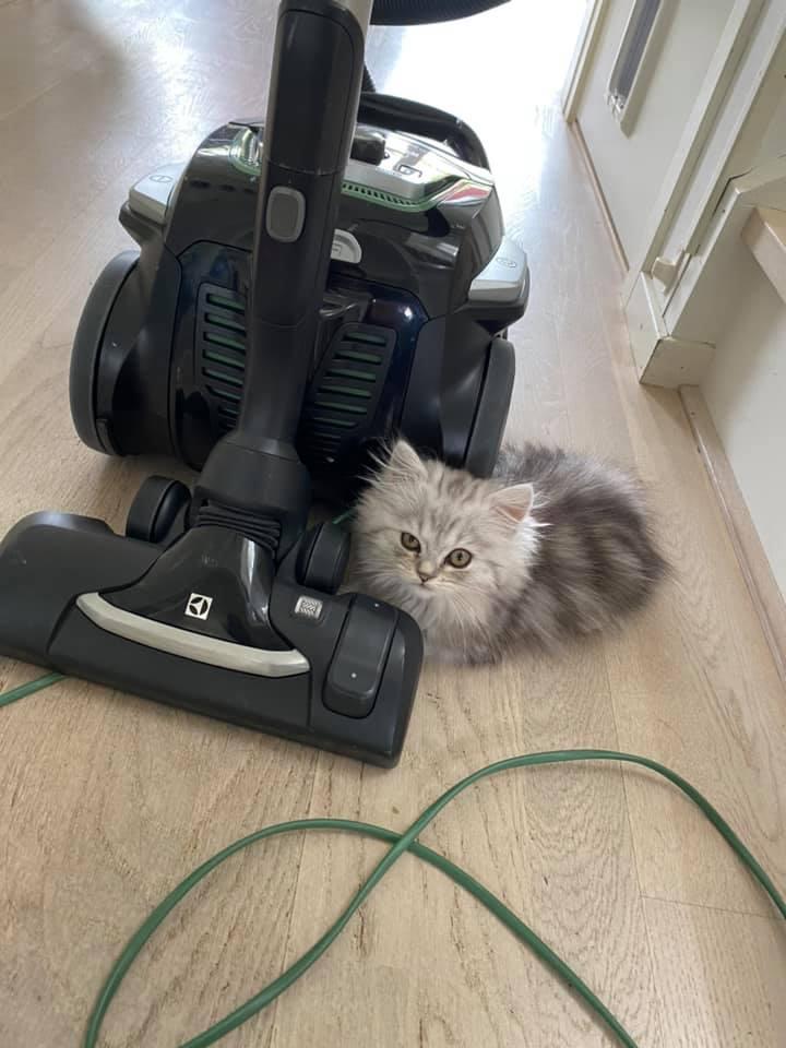 A vacuum cleaner and a kitten next to it.